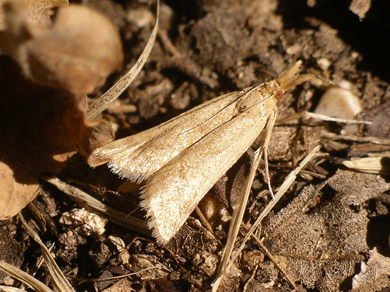 Da determinare - cfr. Synaphe punctalis (Pyralidae)